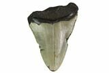 Bargain, Megalodon Tooth - North Carolina #152938-1